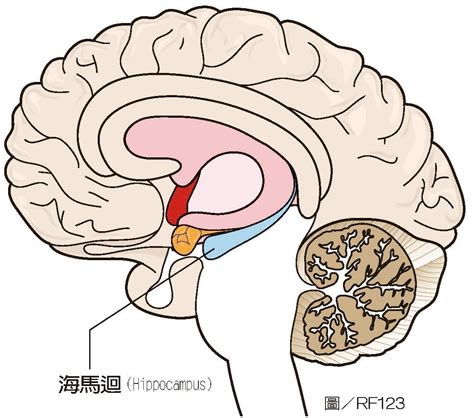 海馬迴作用